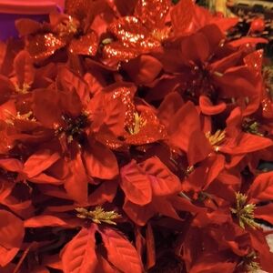 Festive Red Poinsettia Flowers